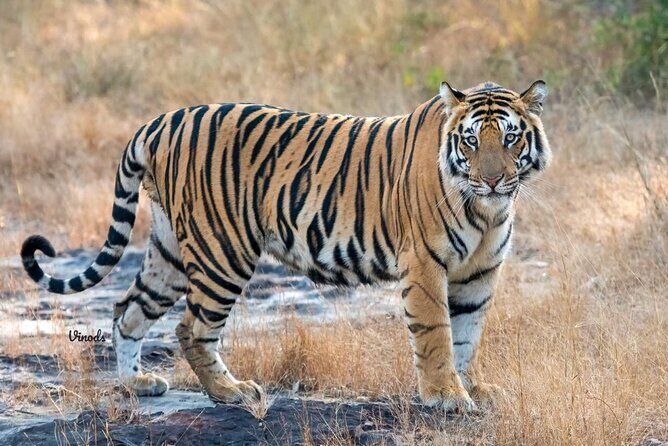 05 Days - Private Luxury Golden Triangle Tour with Ranthambore - Key highlights worth knowing before you go