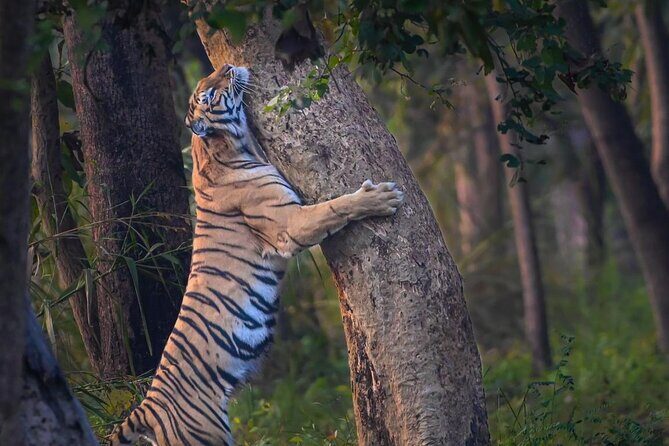 05 Days - Private Luxury Golden Triangle Tour with Ranthambore - What makes this tour a smart value for your 5 days