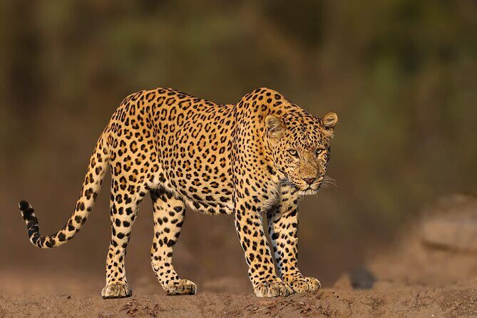 05 Days - Private Luxury Golden Triangle Tour with Ranthambore - Day 3 in Ranthambore: two safari drives that actually give you odds