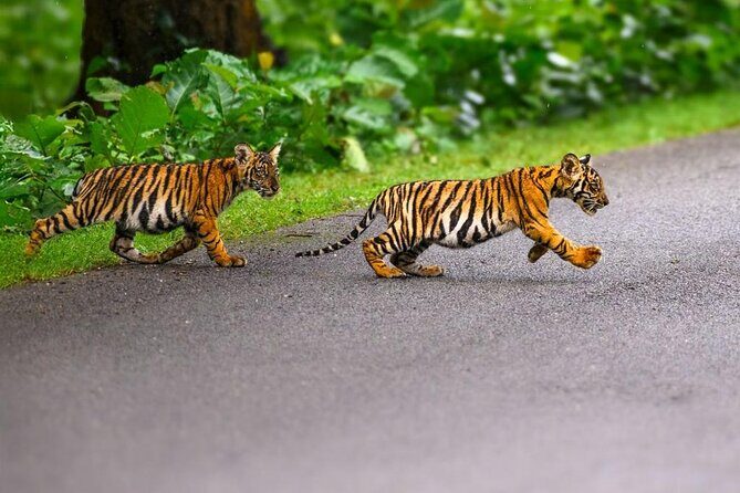 05 Days - Private Luxury Golden Triangle Tour with Ranthambore - Day 4 to Jaipur: leaving the jungle and stepping into the Pink City
