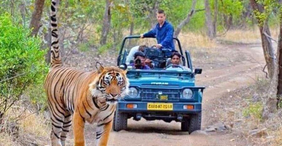 06 Days Golden Triangle Tour with Ranthambore Safari - A Smart Route: Delhi, Jaipur, Ranthambore, then Agra