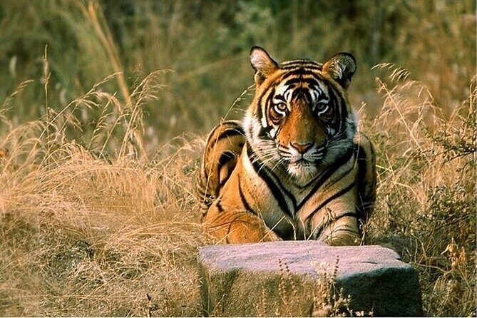 08 Days Golden Triangle Tour with Ranthambore and Jhalana Safari - Key takeaways before you go