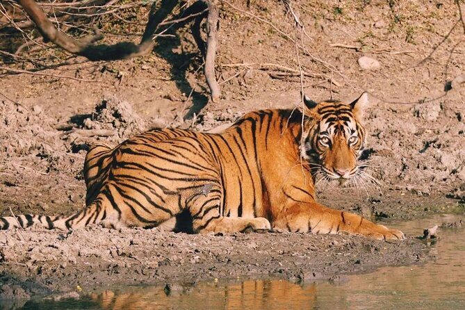 08 Days Golden Triangle Tour with Ranthambore and Jhalana Safari - Why this 8-day route works: Golden Triangle without the rush