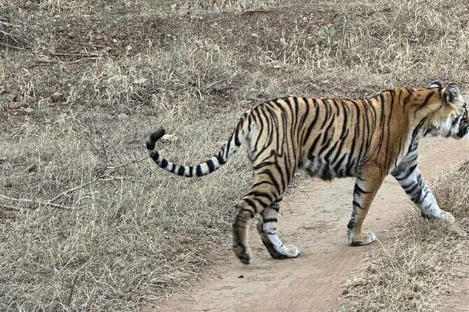 08 Days Golden Triangle Tour with Ranthambore and Jhalana Safari - Ranthambore safari days: two rides for tiger odds