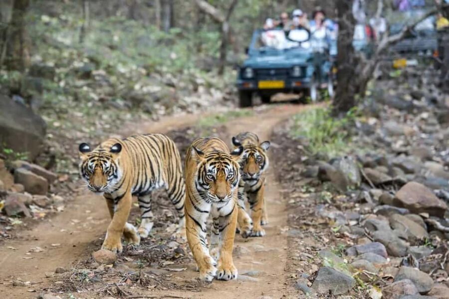 2 Day Jim Corbett National Park Tour From Delhi - The Drive From Delhi: Comfort Helps, Time Flies