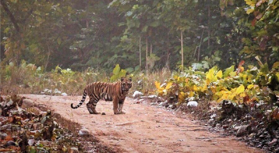 2 Day Jim Corbett National Park Tour From Delhi - Bijrani or Jhirna Safari: What You’re Actually Betting On