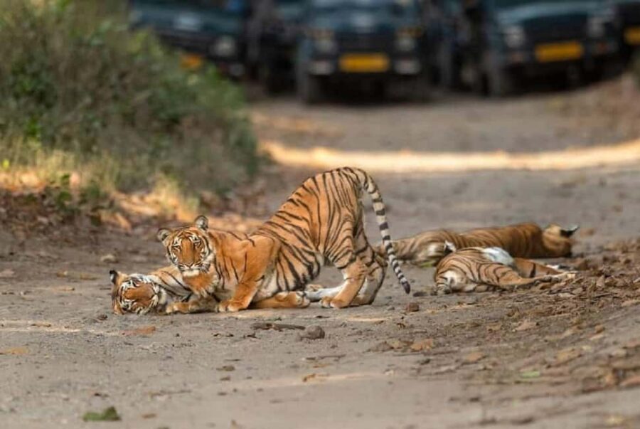 2 Day Jim Corbett National Park Tour From Delhi - Day 1 in Corbett: Check-In, Lunch, Then Your First Jeep Safari