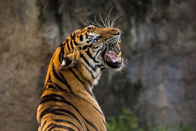 2-Day Private Tour to Ranthambhore Tiger Safari Tour from Jaipur - Leaving Jaipur: the 8am Pickup and the Real-Life Drive