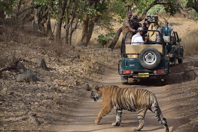 2-Day Private Tour to Ranthambhore Tiger Safari Tour from Jaipur - Price and Value: What Your $260 Actually Buys