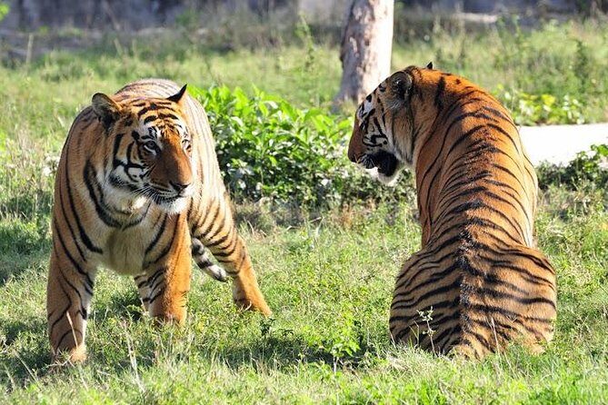 2-Day Private Tour to Ranthambhore Tiger Safari Tour from Jaipur - Hotel Night in a Four-Star Base Camp