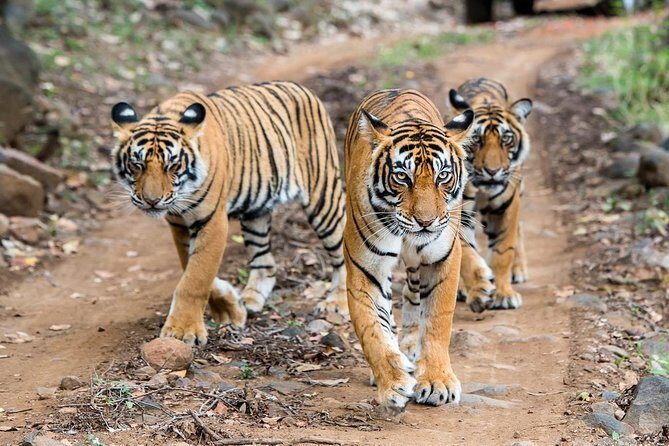 2-Day Ranthambore Safari with Sunrise view of Taj Mahal - Key Highlights Worth Your Time