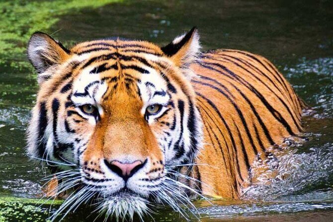 2-Day Ranthambore Safari with Sunrise view of Taj Mahal - Stop 1 in Agra: Sunrise View of the Taj Mahal (Plus the Access Advantage)