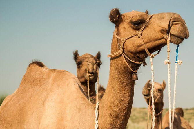 2 Days and 1 Night Camel Safari - How the camel safari experience actually feels once you’re out there