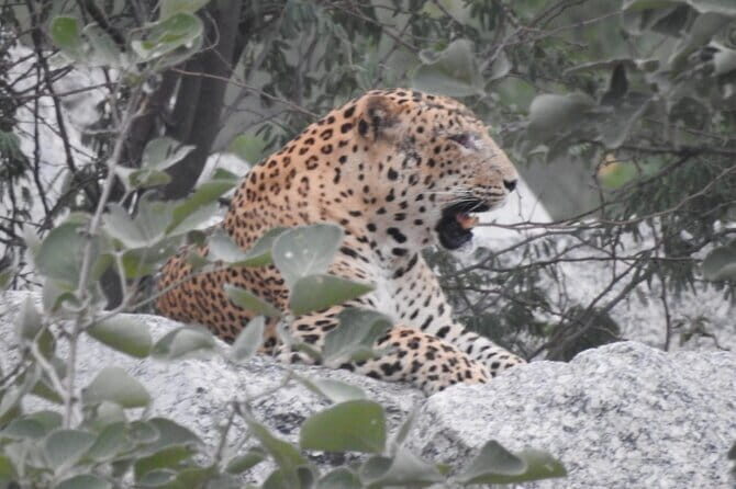2 Days Safari Tour in Jawai and Jodphur - The Easy Way to Do Jawai Without Losing Your Whole Day