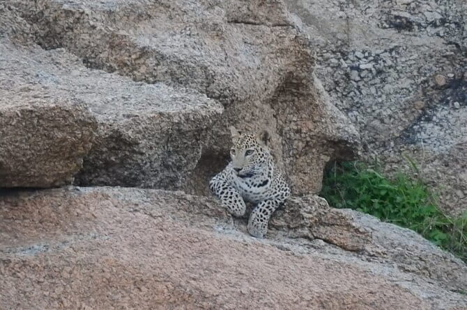 2 Days Safari Tour in Jawai and Jodphur - Key Things I’d Pay Attention To