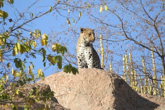 2 Days Safari Tour in Jawai and Jodphur - Afternoon Safari at Jawai Bandh: Your First Real Leopard Chances