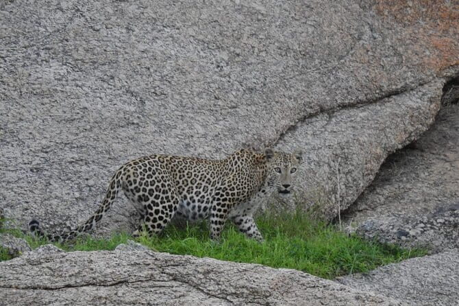 2 Days Safari Tour in Jawai and Jodphur - Why Jawai Leopard Country Feels Different From a Typical Safari