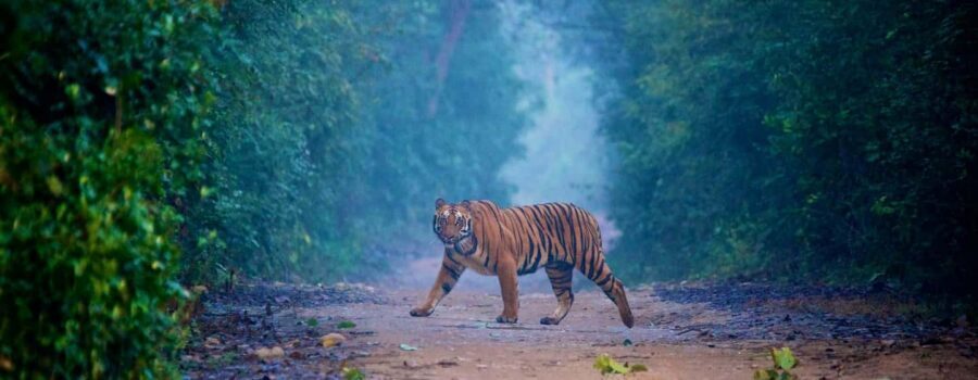 3- Day Jim Corbett National Park Tour - How the 3 days in Jim Corbett are paced (and where the time goes)