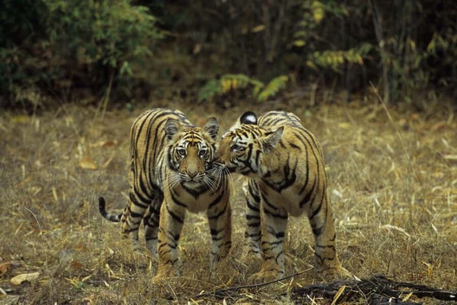 3- Day Jim Corbett National Park Tour - Day 2 morning safari, then Corbett Falls and Garjia Devi Temple