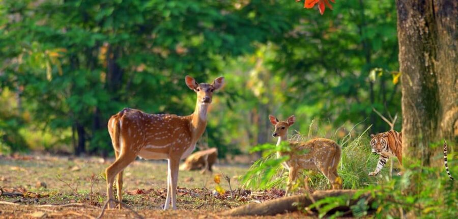 3- Day Jim Corbett National Park Tour - Wildlife expectations: no tigers guaranteed, so focus on what you’ll notice