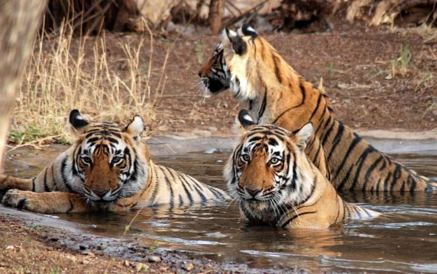 3- Day Jim Corbett National Park Tour - Safari day 1: the late-afternoon jungle safari with a naturalist