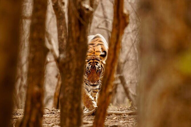 3-Day Private Ranthambhore Tiger Tour Including Delhi, Agra, Jaipur - Day 2: Morning and afternoon Ranthambore safaris, then Jaipur at night