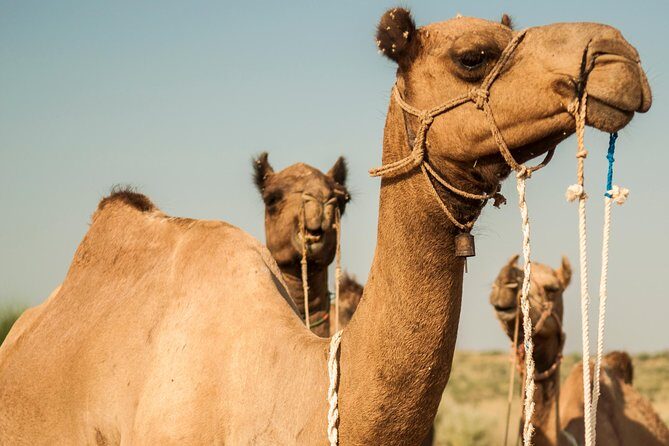 3 Days / 2 Nights Camel Safari - 3 Days / 2 Nights: what your Thar time will feel like