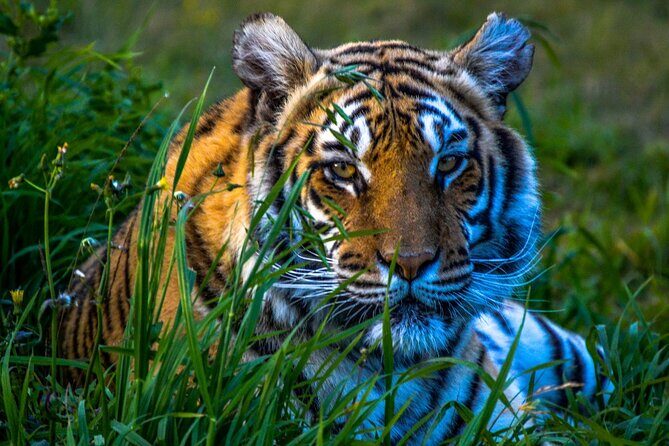 4 Day Golden Triangle Tour with Ranthambore Tiger Safari - The Agra to Ranthambore Transition and What to Expect After