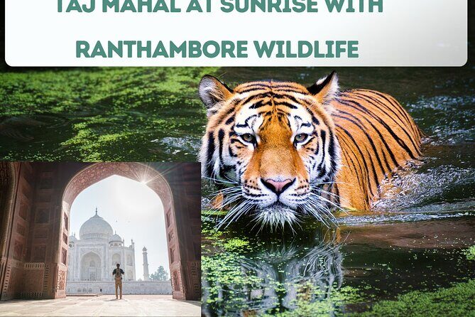 4 Day Golden Triangle Tour with Ranthambore Tiger Tour - Should you book this 4-day Golden Triangle with Ranthambore?