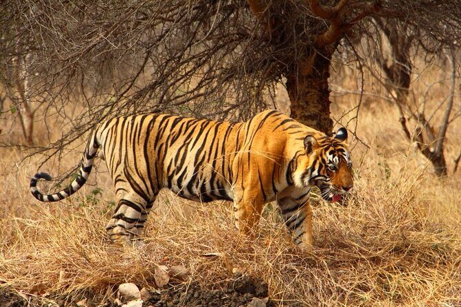 4-Day Private Ranthambhore Tiger Tour Including Delhi, Agra and Jaipur - Price and what you’re really paying for