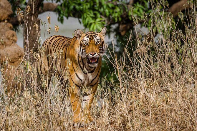4-Day Private Ranthambhore Tiger Tour Including Delhi, Agra and Jaipur - Hotels, meals, and how comfortable this feels on the ground