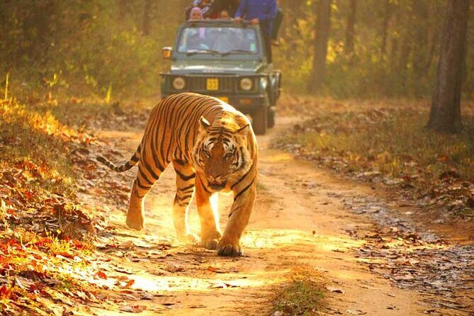 4-Day Private Ranthambhore Tiger Tour Including Delhi, Agra and Jaipur - Day 1 in Delhi: Mughal grandeur, Qutub Minar scale, and a calm pause