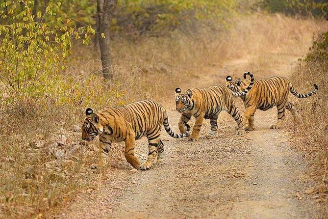 4-Day Ranthambore Tiger Safari Tour to Agra and Jaipur from Delhi - Day 3 in Ranthambore: Two Safaris, Shared Vehicles, Real Wildlife Odds