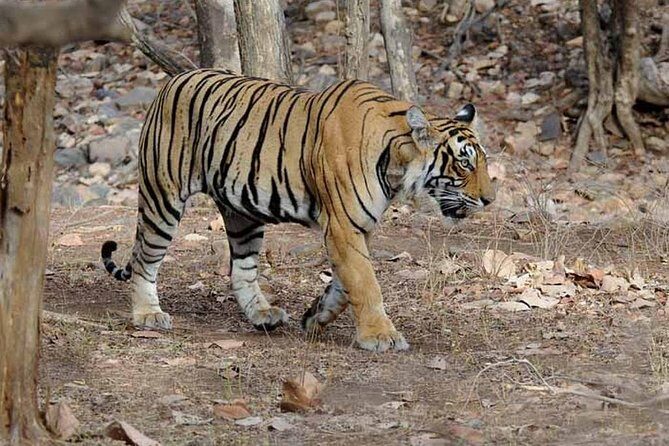 4 Days Golden Triangle Tour with Ranthambore from Delhi - Ranthambore: a morning safari built for tiger-and-bird spotting
