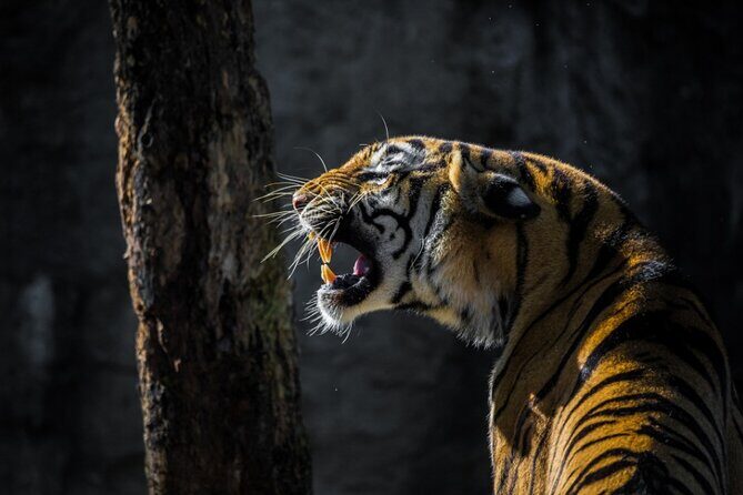 4-Days Golden Triangle Tour with Ranthambore Safari from Delhi - Where this itinerary really shines