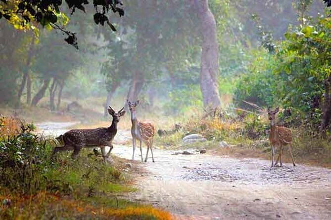 5-Day Golden Triangle Delhi Agra Jaipur Tour with Leopard Safari - Albert Hall Museum: a calmer ending after big mornings