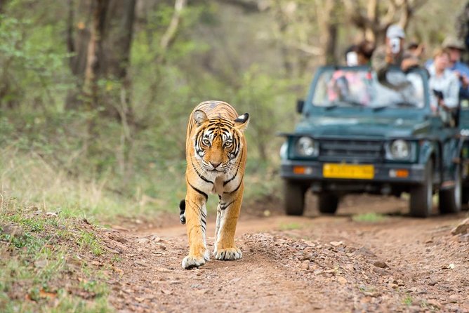5 Days Golden Triangle Tour with Ranthambore India - Jaipur in full swing: Sheesh Mahal, City Palace, Jantar Mantar, and Hawa Mahal