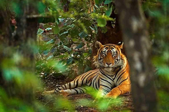 5 Days Golden Triangle Tour with Ranthambore Tiger Safari - Day 4 in Jaipur: Amber Palace climb and royal-city context