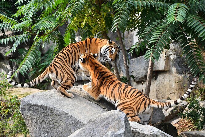 5 Days Golden Triangle Tour with Ranthambore(Delhi Agra Jaipur Ranthambore Tour) - Day 3 in Ranthambore: shared jeep/canter safari at the right time