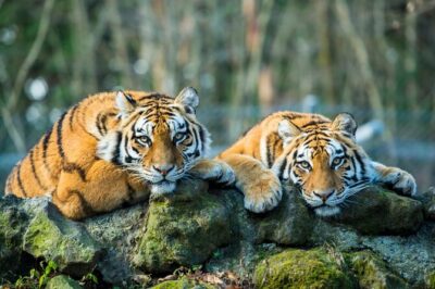 5 Days Golden Triangle with Ranthambore (Delhi Agra Jaipur Ranthambore Tour) - Agra at sunrise: Taj Mahal timing that actually pays off