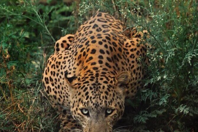 6-Days Golden Triangle Tour With Ranthambore & Jhalana Safari - Key things that make this tour work