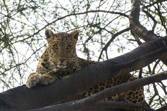 6-Days Golden Triangle Tour With Ranthambore & Jhalana Safari - What you’re really paying for: hotels, transport, and safari logistics