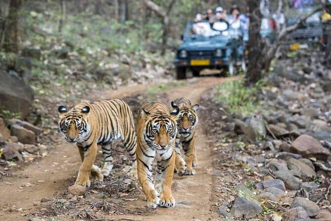 6 Days Golden Triangle with Ranthambore & Varanasi Tour - Highlights you’ll actually feel