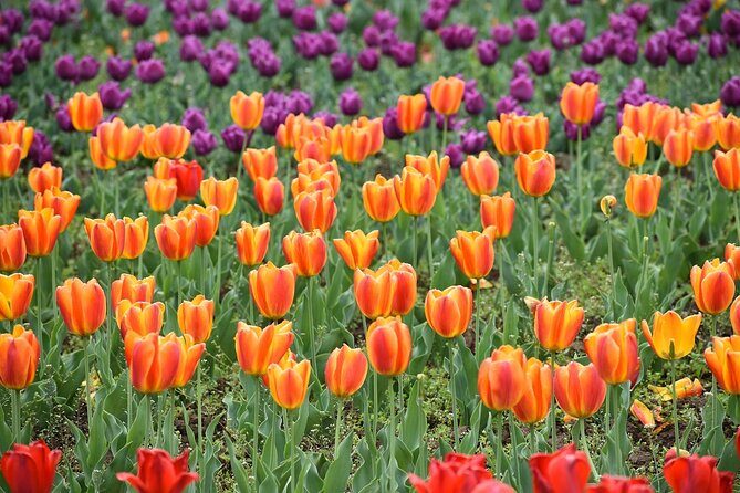 6 Days Private Tour in Kashmir - A 6-day Kashmir route built around low-stress travel