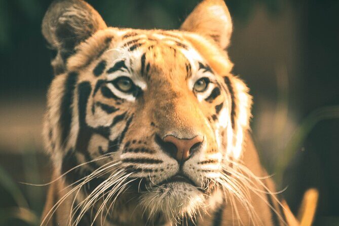 7 Day Golden Triangle Tour with Ranthambore Tiger Tour - Golden Triangle plus Ranthambore: how the 7 days really fit together