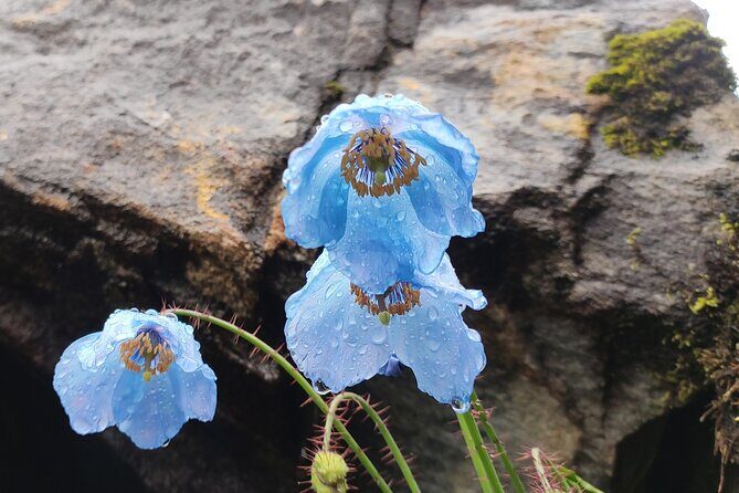 7 Day Tour to Valley of Flowers and Auli Hiking Adventure - Valley of Flowers Trek (4 km One Way): How to Enjoy the Park Without Rushing