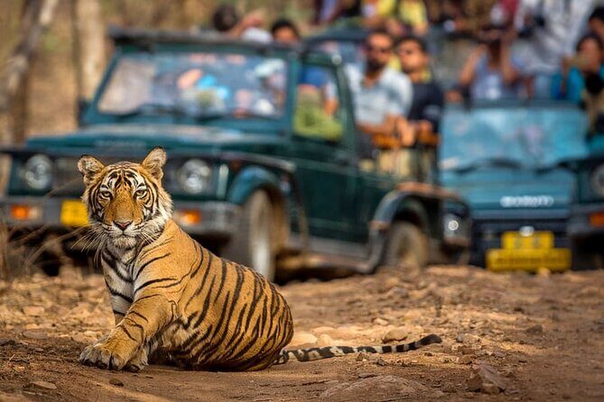 7 Days Golden Triangle Tour with Ranthambore & Varanasi Tour - Day 5 Varanasi arrival: Ganges boat ride at first light