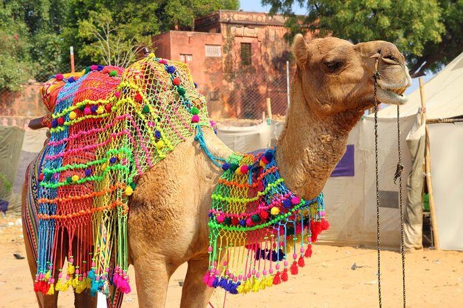7 - Days Private Golden Triangle Tour with Pushkar - Key highlights I’d bet on