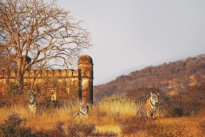 7 Days Ranthambore Tiger Safari and The Golden Triangle Tour - Day 1 in Delhi: Lotus Temple calm, Old Delhi power, and Chandni Chowk street life