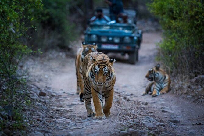 7 Days Ranthambore Tiger Safari and The Golden Triangle Tour - Day 4 Ranthambore: two safari sessions, morning and evening
